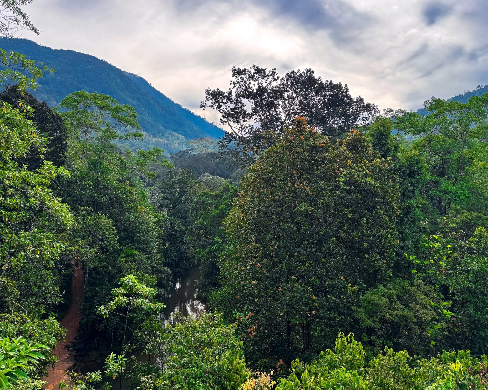 Scenic Hikes Through Sinharaja